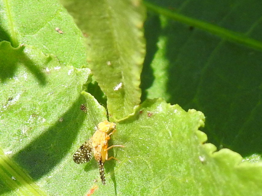Tephritidae - fúrólégyfélék