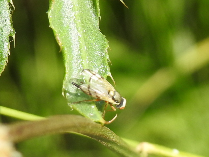 Tephritidae - fúrólégyfélék