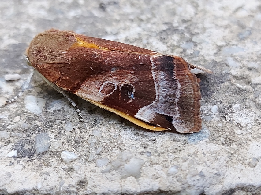 Noctua fimbriata - szélessávú sárgafűbagoly