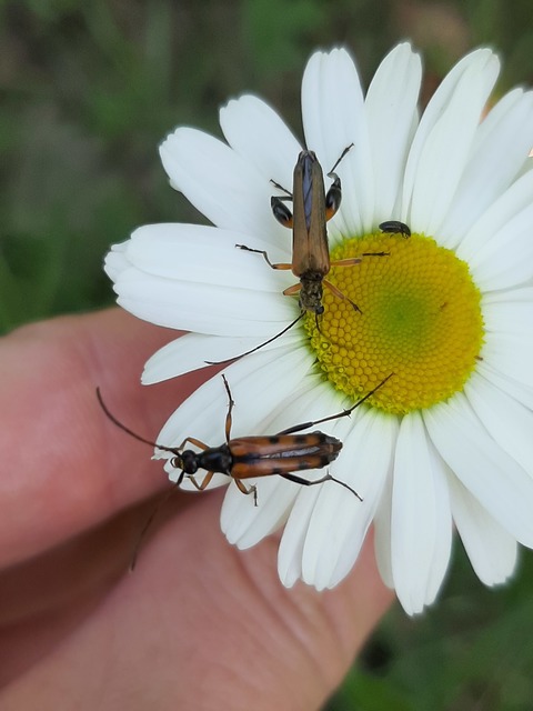 Stenurella septempunctata - hétpettyes karcsúcincér