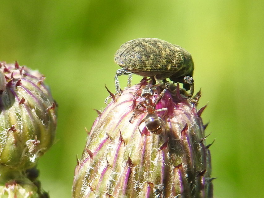 Larinus turbinatus - kúposorrú púderbarkó