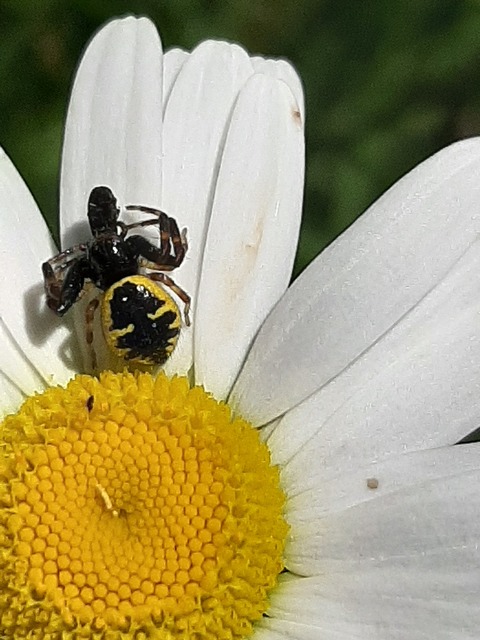 Synema globosum/ornatum
