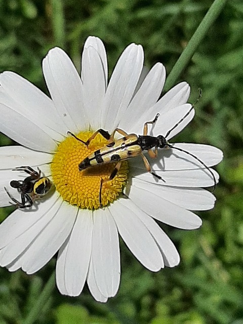 Rutpela maculata - tarkacsápú karcsúcincér