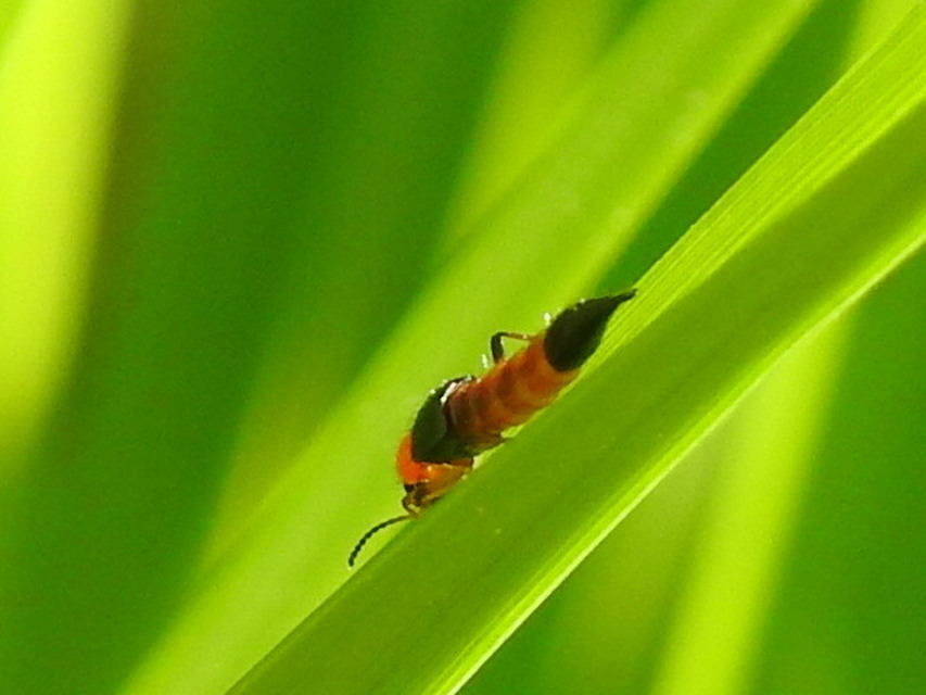 Paederus