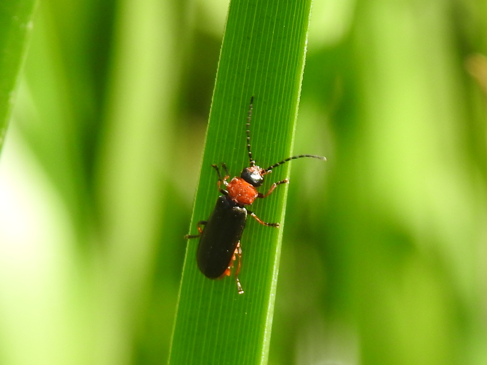 Crudosilis ruficollis - parti lágybogár