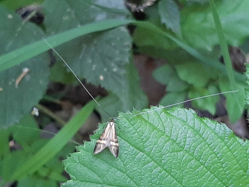 Nemophora degeerella - pompás tőrösmoly