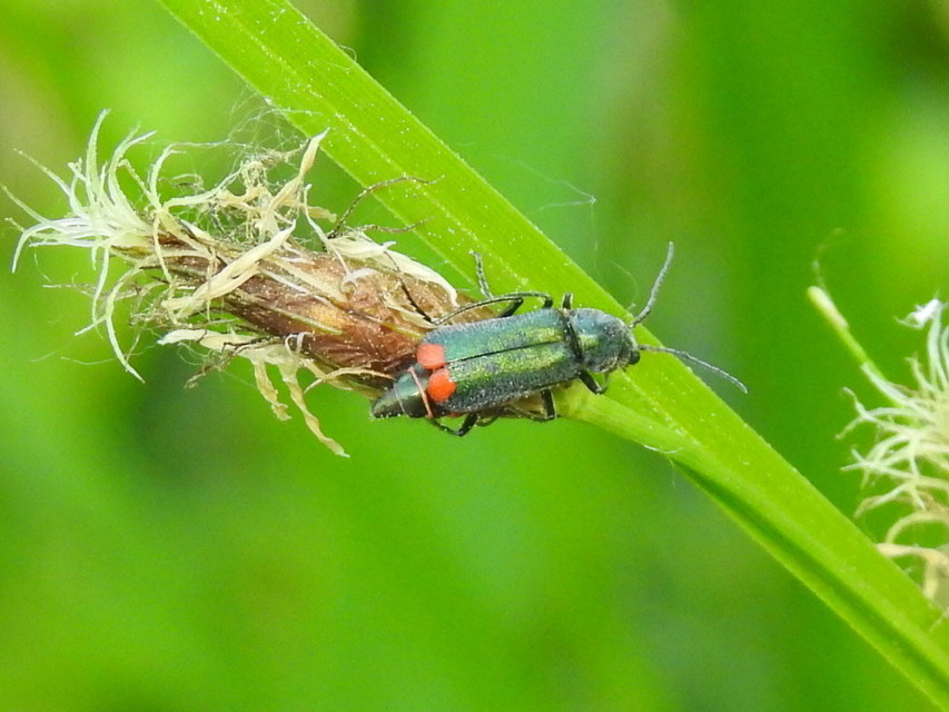 Clanoptilus