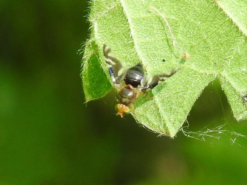 Philophylla caesio