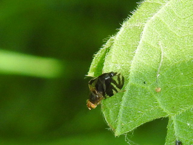 Philophylla caesio