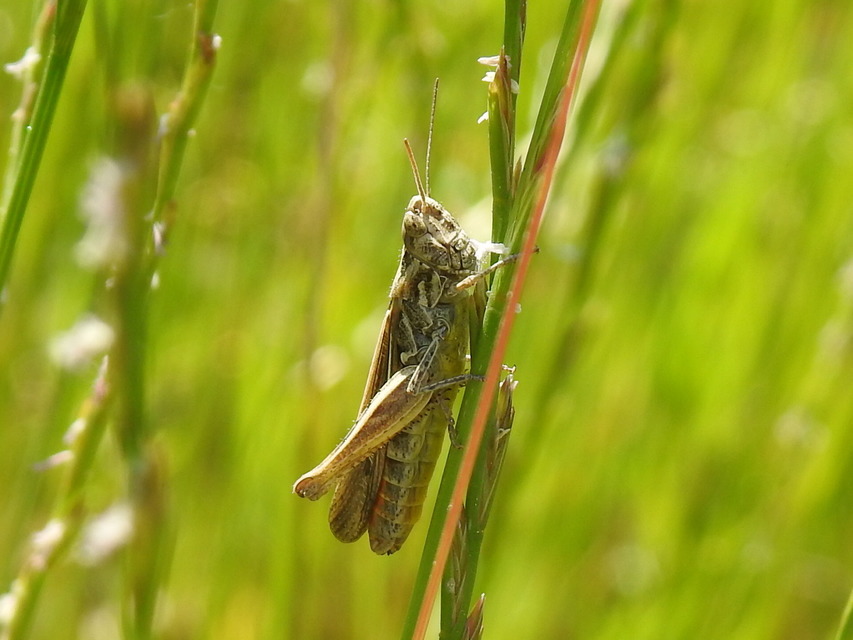 Chorthippus brunneus - közönséges tarlósáska