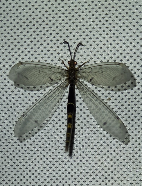 Distoleon tetragrammicus - négyfoltos hangyaleső