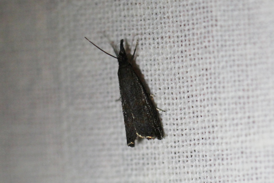 Platytes cerussella - törpe fűgyökérmoly