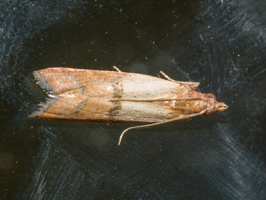 Plodia interpunctella - aszalványmoly