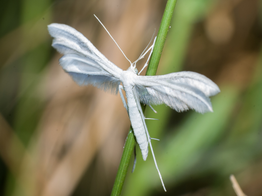 Pterophorus pentadactyla - fehér tollasmoly