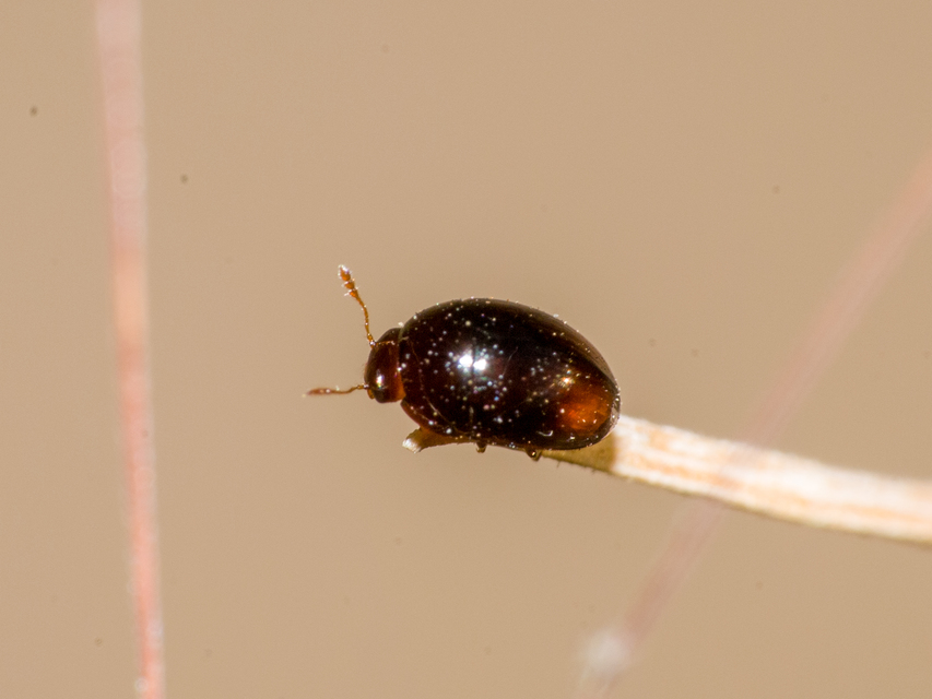 Phalacridae - kalászbogárfélék Phalacridae - kalászbogárfélék