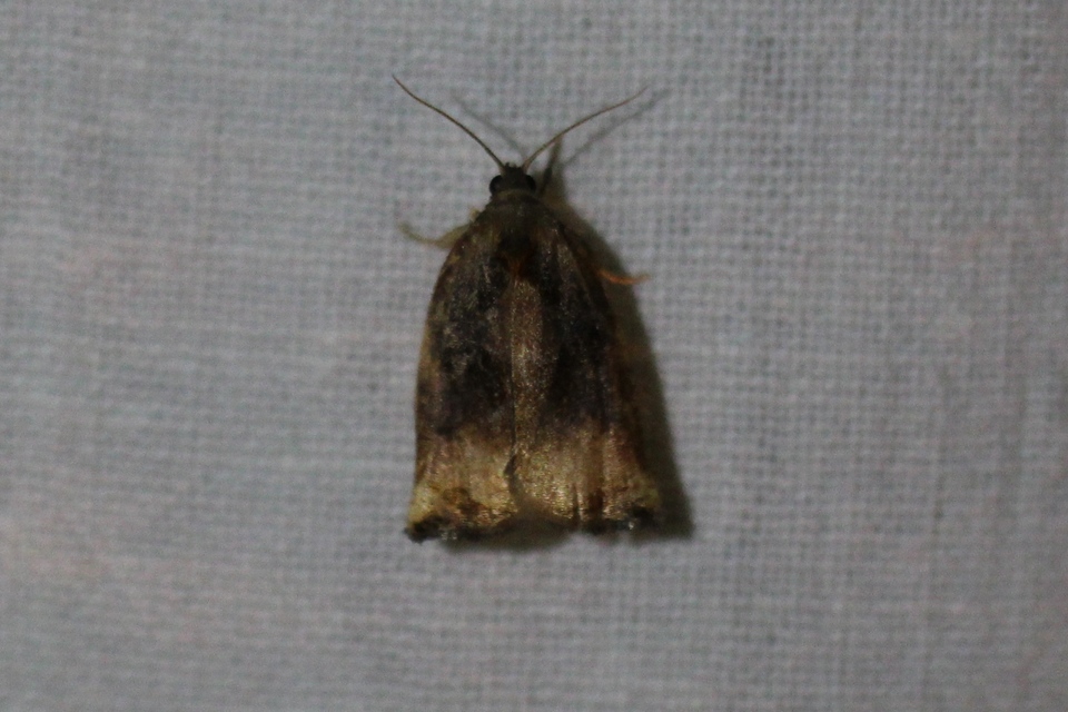 Archips podana - dudvarágó sodrómoly