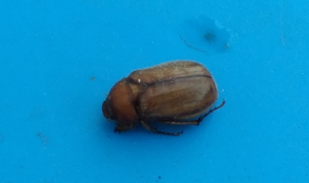 Amphimallon assimile - kis sárgacserebogár