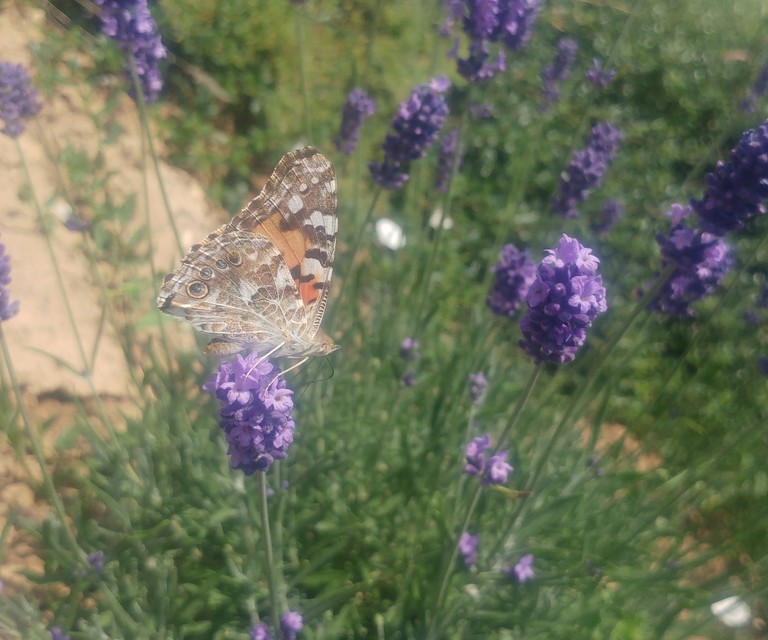 Vanessa cardui - bogáncslepke
