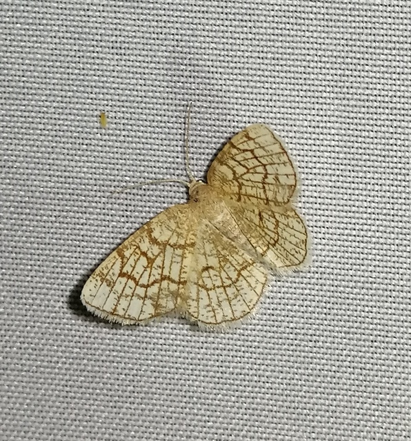 Stegania dilectaria - fehérnyár-araszoló