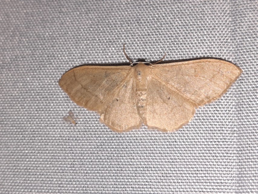 Idaea straminata - szalmasárga sávosaraszoló