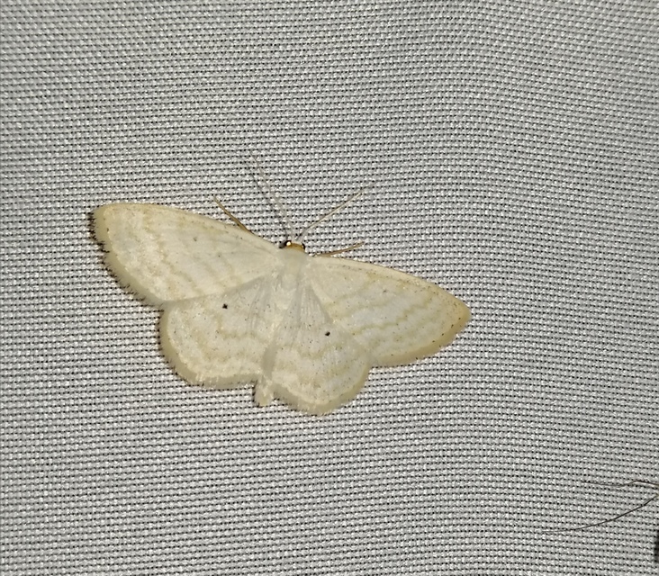 Scopula immutata - réti fehéraraszoló