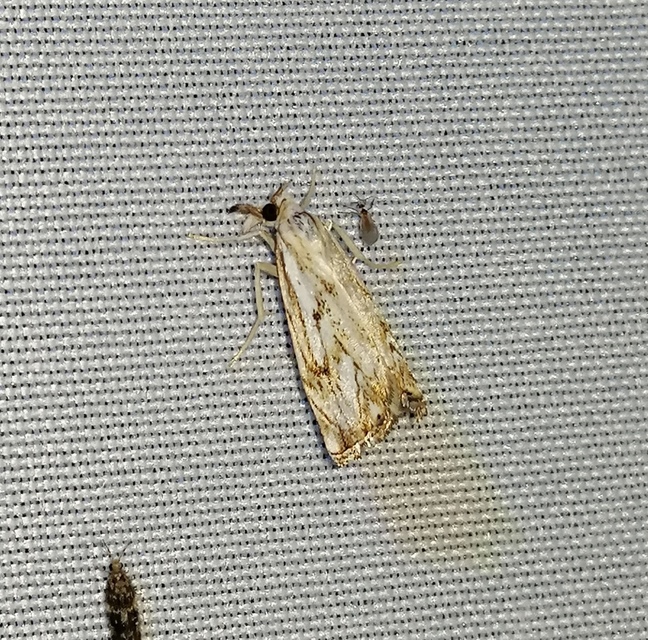 Catoptria falsella - hálós fűgyökérmoly