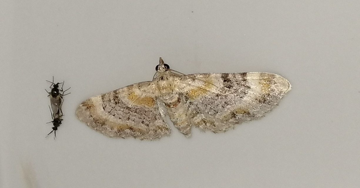Eupithecia linariata - vonalas törpearaszoló