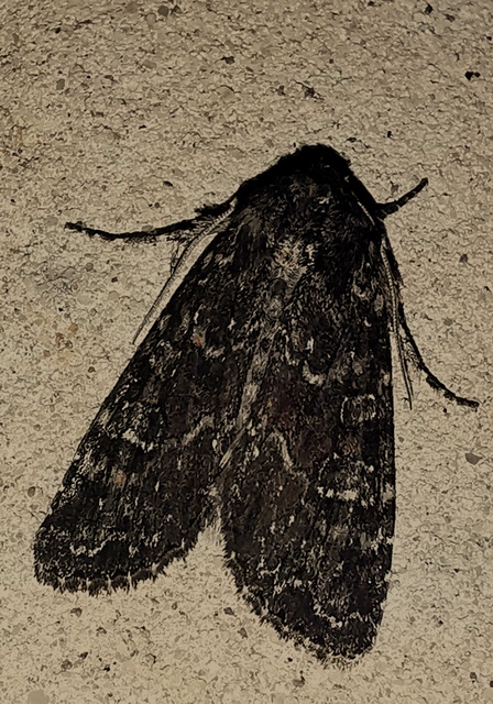 Apamea remissa - erdei dudvabagoly