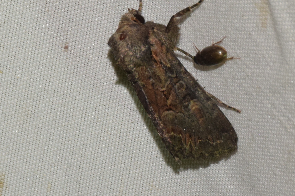 Lacanobia amurensis - homoki kertibagoly