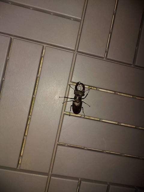 Lucanus cervus - nagy szarvasbogár