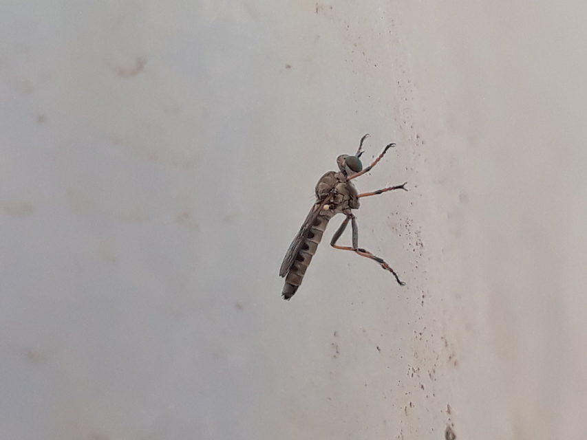 Stichopogon elegantulus