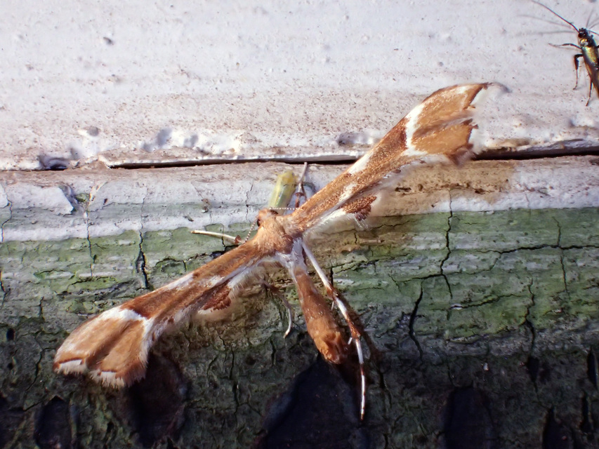 Cnaemidophorus rhododactyla - rózsabogyó-tollasmoly