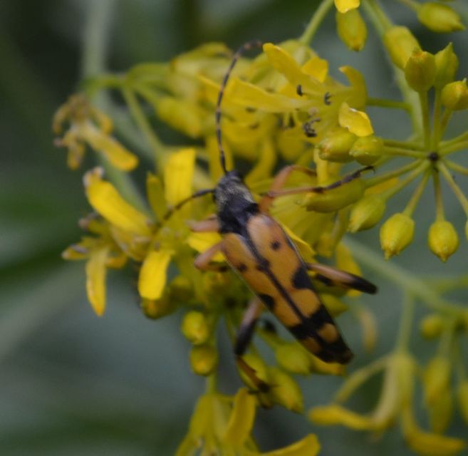 Rutpela maculata - tarkacsápú karcsúcincér