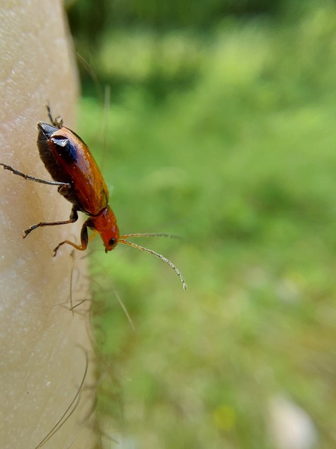 Phyllobrotica adusta - pusztai karcsú-olajosbogár