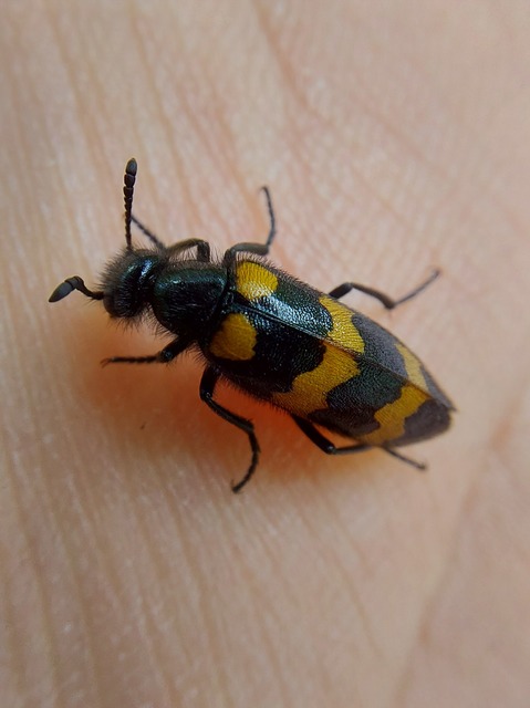 Mylabris variabilis - szalagos hólyaghúzó Mylabris variabilis - szalagos hólyaghúzó