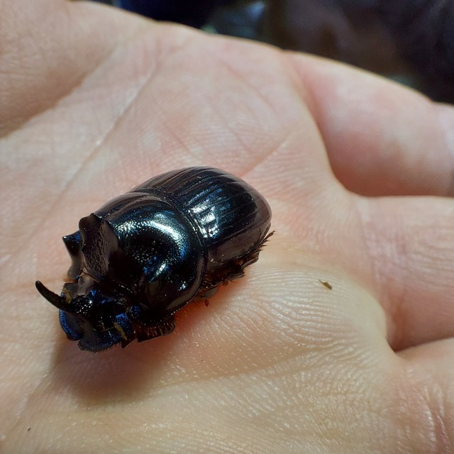 Copris lunaris - közönséges holdszarvú-ganéjtúró