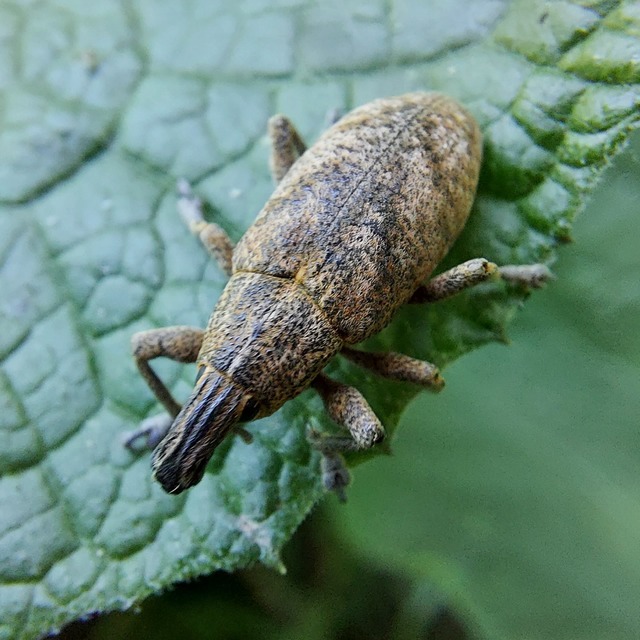 Cleonis pigra - közönséges bogáncsbarkó