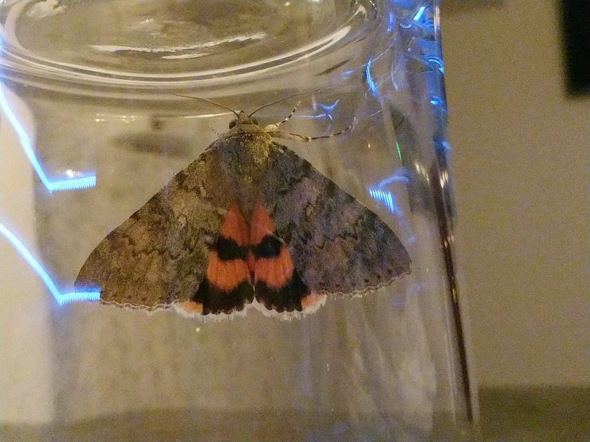 Catocala puerpera - nyárfa-övesbagoly