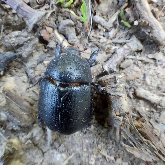 Pentodon idiota - butabogár