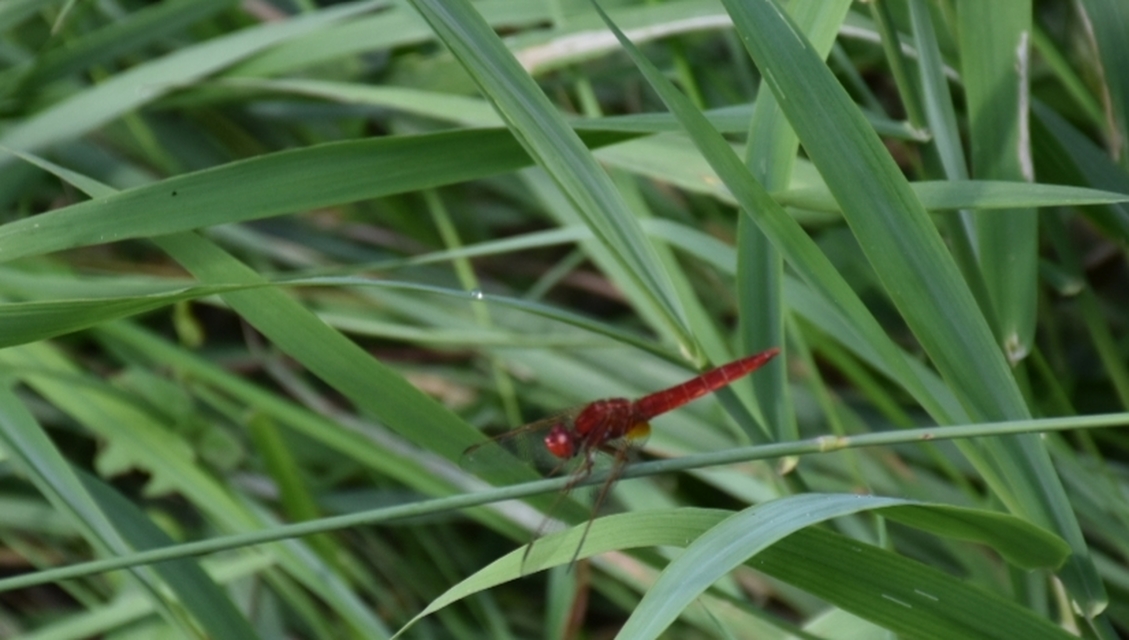 Crocothemis erythraea - skarlát szitakötő