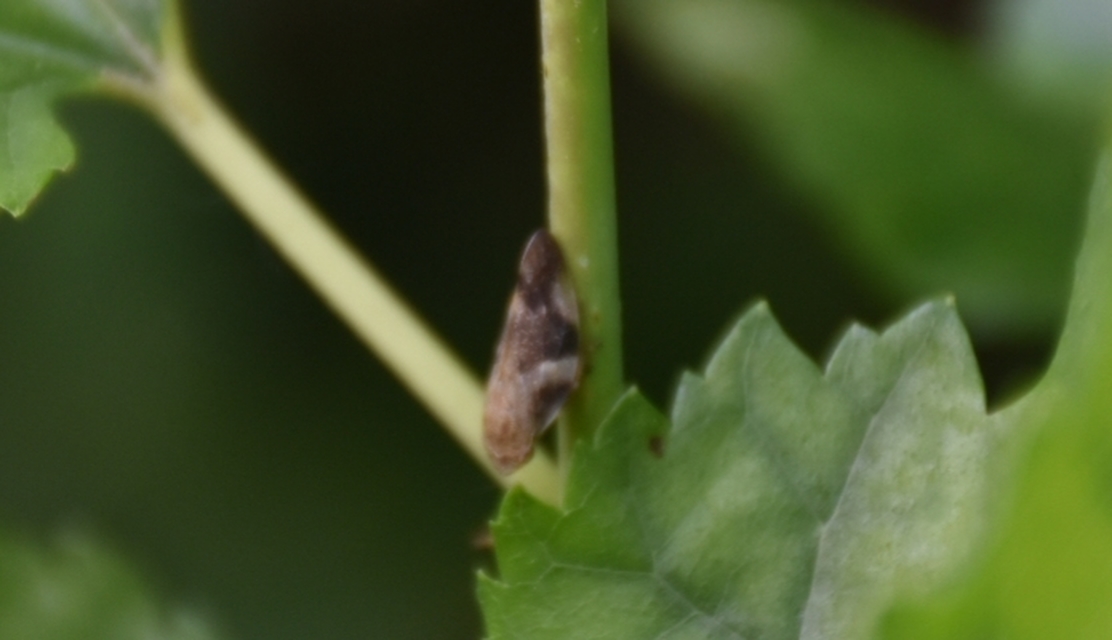 Aphrophora alni