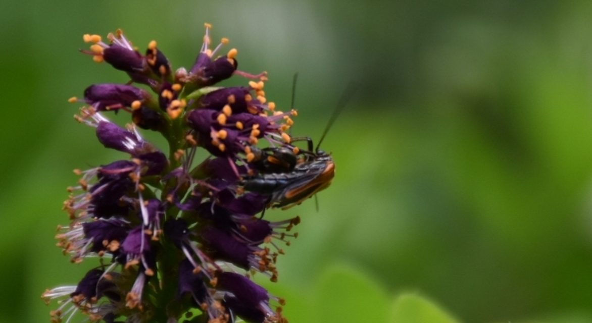 Oedemera femorata - sárgahátú álcincér