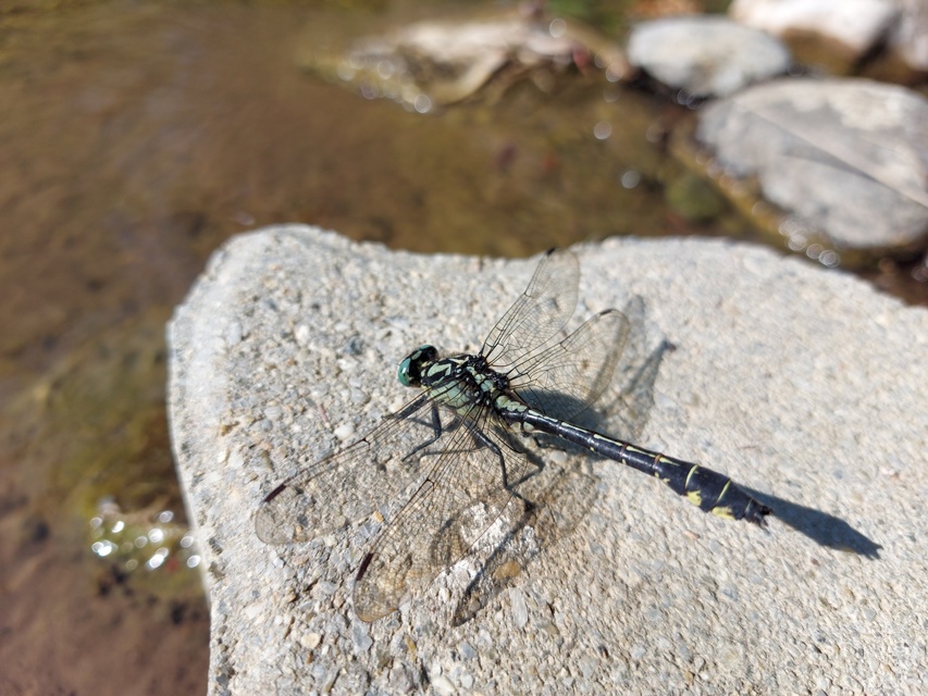 Gomphus vulgatissimus - feketelábú folyami-szitakötő