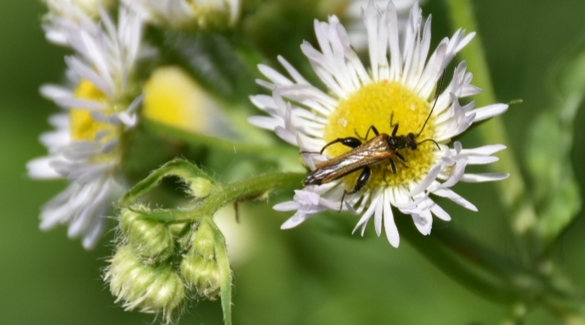 Oedemera femorata - sárgahátú álcincér