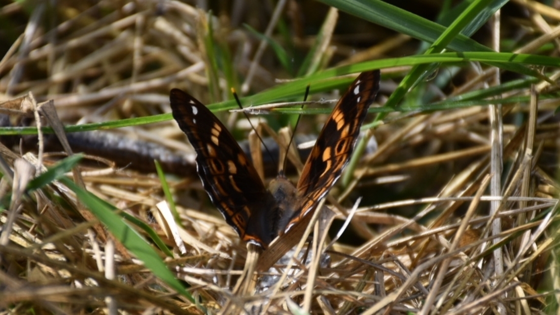 Apatura ilia - kis színjátszólepke