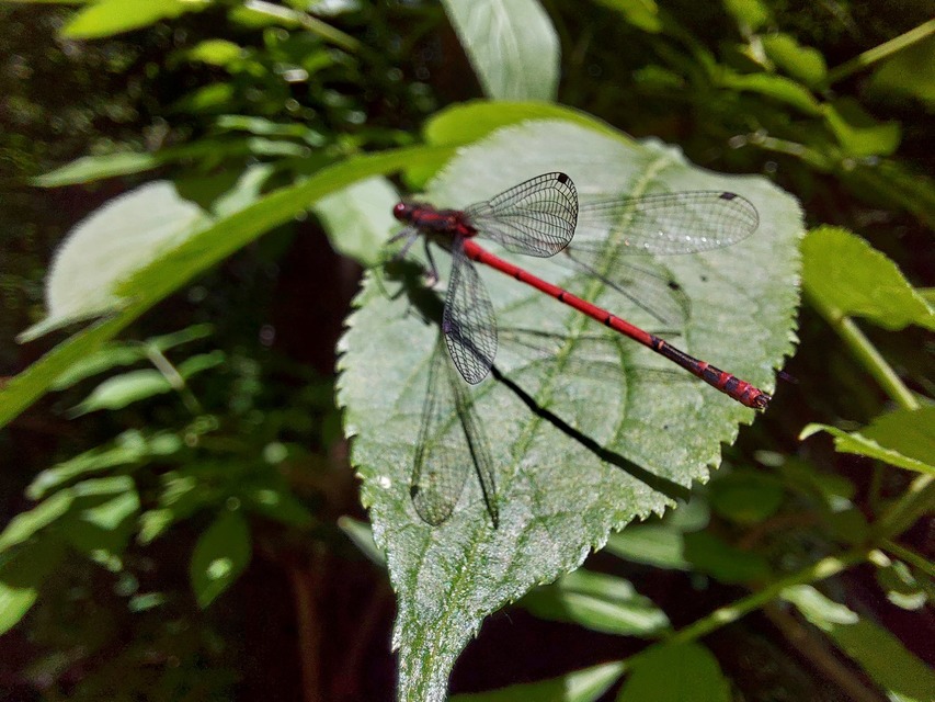 Pyrrhosoma nymphula interposita - vörös légivadász