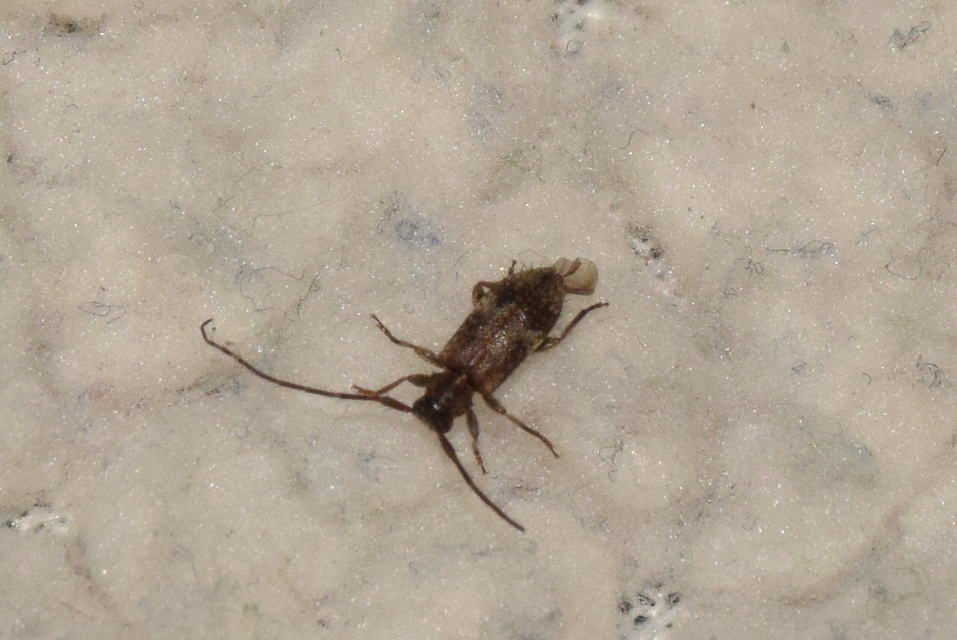 Exocentrus adspersus - tölgyfa-rőzsecincér