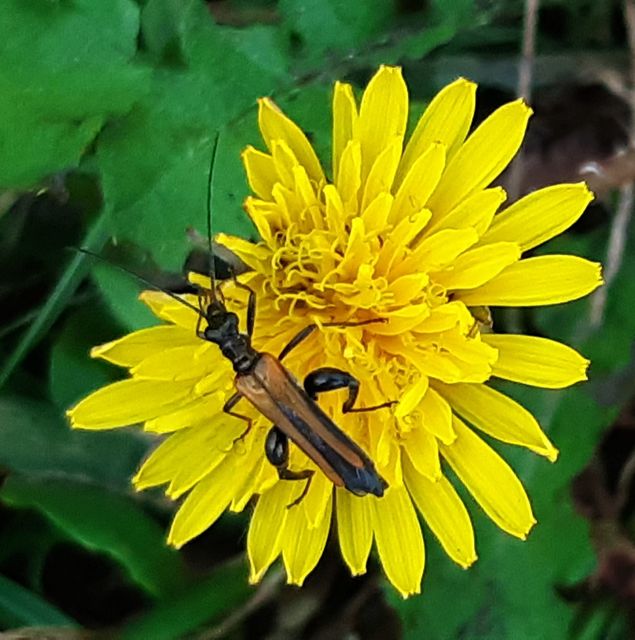 Oedemera femorata - sárgahátú álcincér