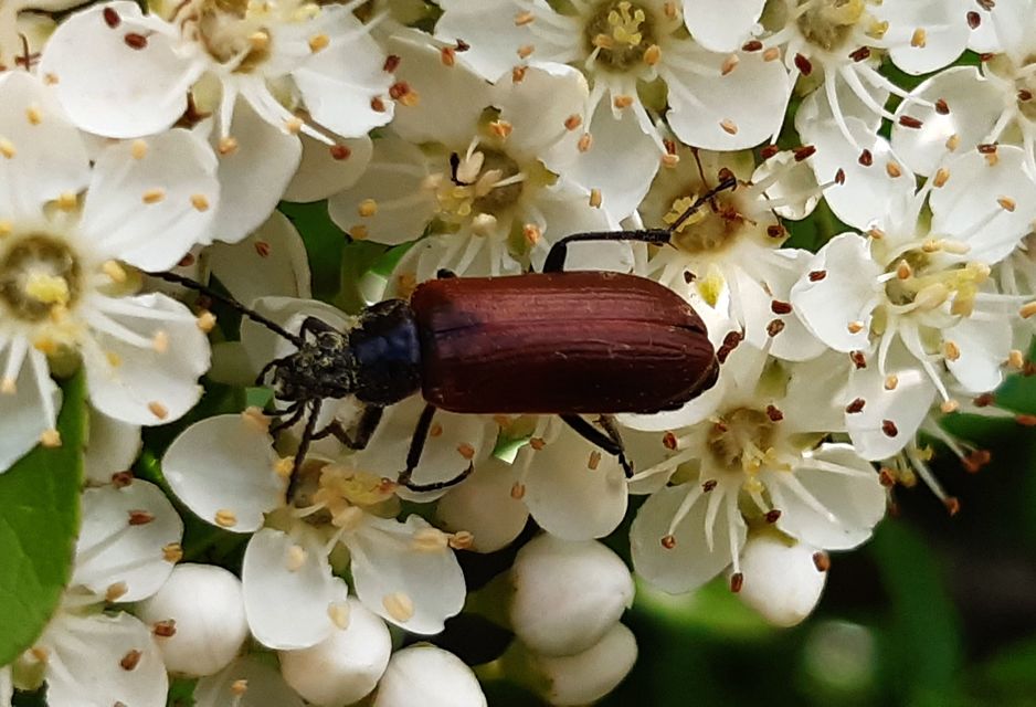 Omophlus proteus - közönséges pejbogár Omophlus proteus - közönséges pejbogár