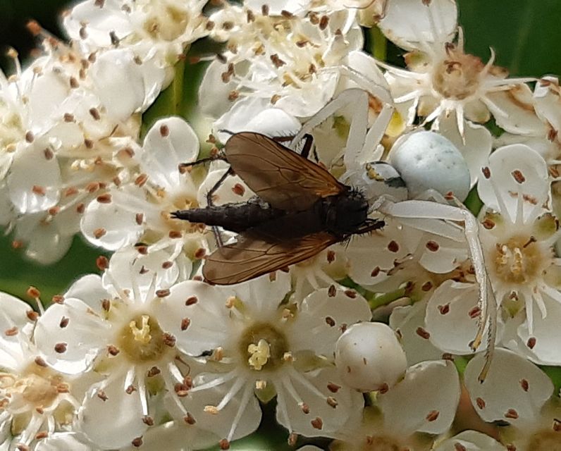 Empis